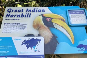 Great-Indian-Hornbill-at-ZooTampa-WFTS-JULIE-1.jpg