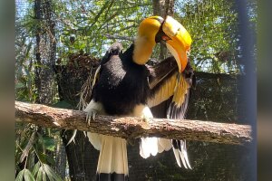 Great-Indian-Hornbill-at-ZooTampa-WFTS-JULIE-2.jpg