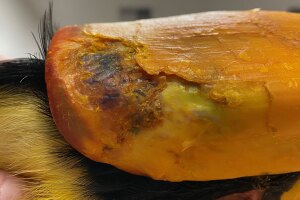 skin-cancer-on-parrot-ZOOTAMPA.jpg
