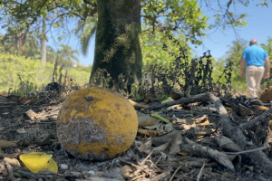 Struggling citrus industry