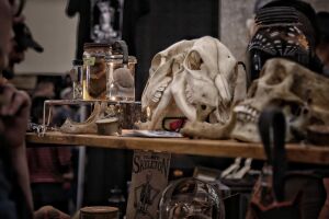 Oddities and Curiosities Expo Assorted skulls and wet specimens.jpg