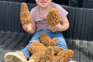 Mushrooms 1.jpg