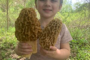 Mushrooms2.jpg