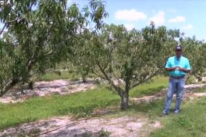 Adrian Morales proudly stands next to peach trees