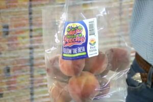 Florida Peechy's grown on Treasure Coast