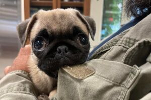 Mila, a pug puppy with bilateral luxated elbows