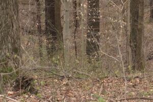 Washington County woods
