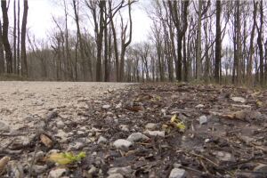 Washington County woods