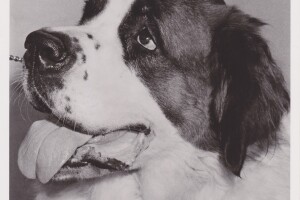 Woof Boom the St. Bernard 
