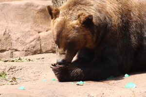 bear eat.png