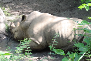 rhino lay.png