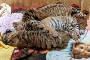 indianapolis zoo tiger cubs