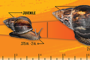 giant African land snail life cycle