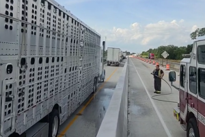 pigs on I-65.png