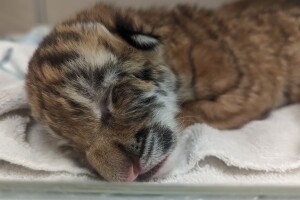 indianapolis zoo Tiger cubs