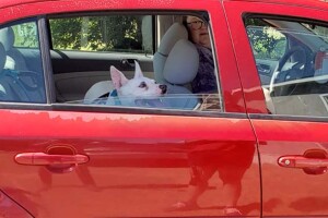 Beautiful Jill riding in her new red car after being adopted. (facebook.com/CCASofTX)