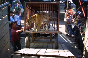 Workers and Forestry Ministry officials load a Sumatran tiger (Panthera tigris sumatrae) onto a truck to be transported to an animal sanctuary after confiscating it from a circus group that own the tiger without legal permission from the authorities, in Surabaya, East Java, Indonesia, Monday, Aug. 15, 2005. Hundreds of endangered creatures are sold each month in Indonesia despite their protection under the Convention on International Trade on Endangered Species, known as CITES. (AP Photo/Trisnadi)