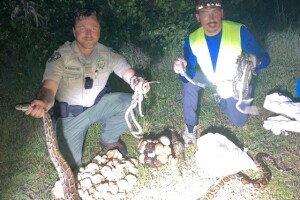 10 foot python found