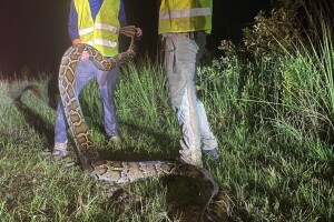 17 foot python found