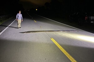 Python in middle of road