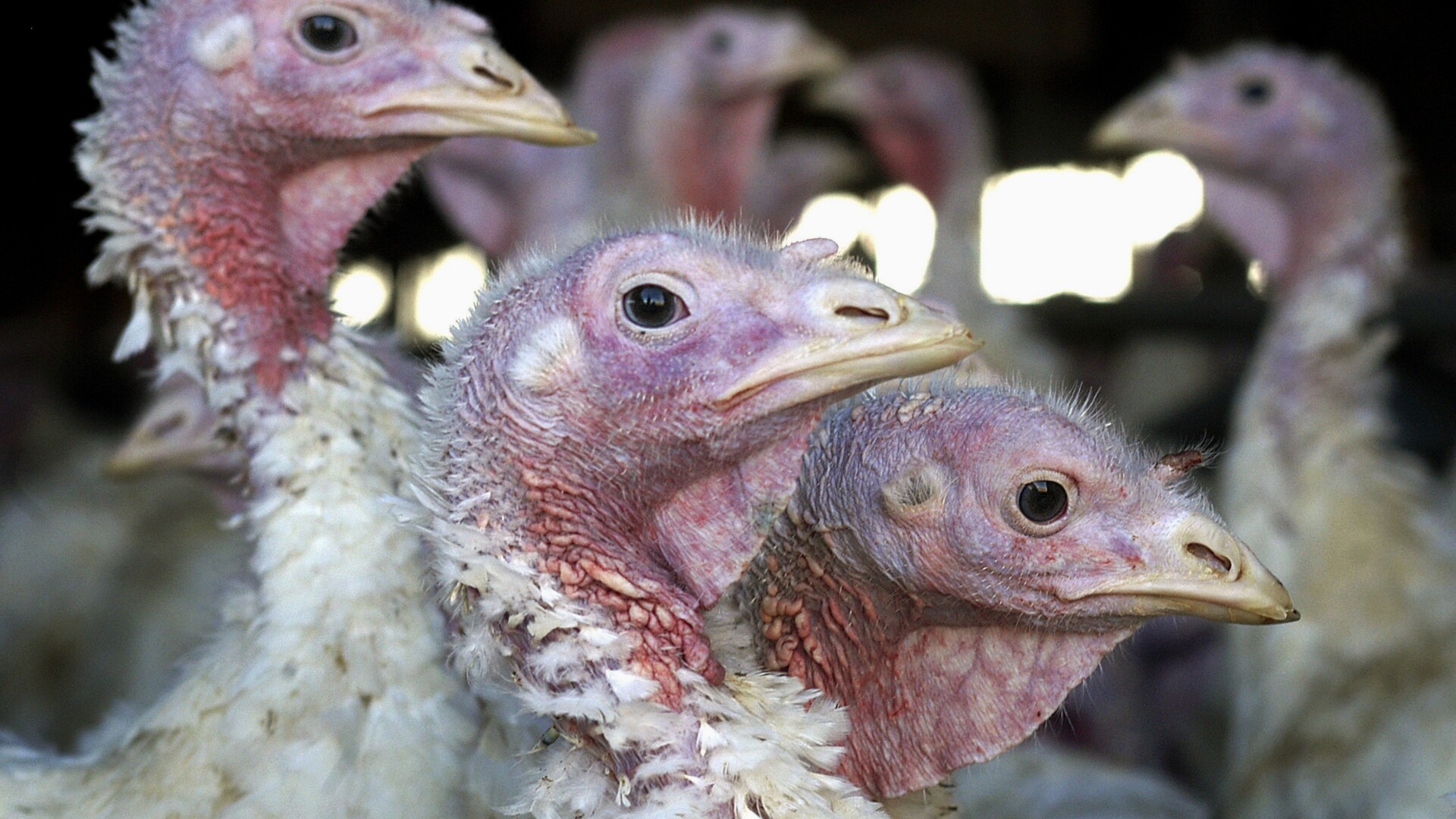 Bird flu detected in multiple Indiana counties, DNR says - WRTV