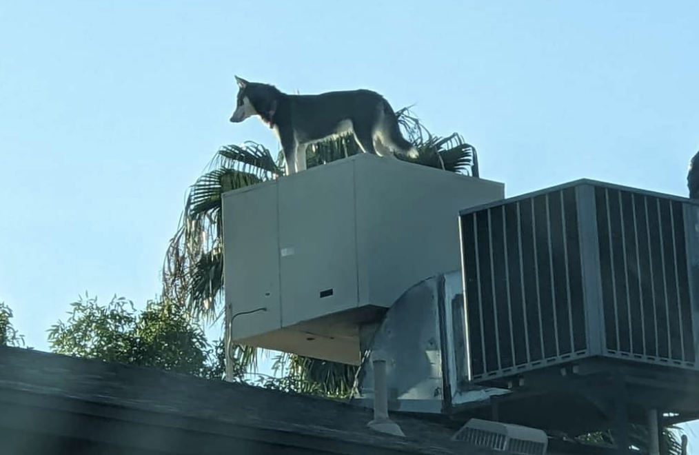 husky on roof glendale