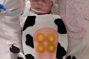 lorelai cow