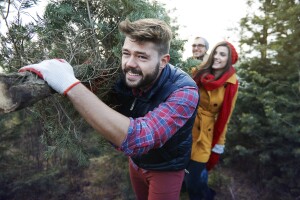 tree, christmas, forest, chopping, cutting, trim, hunt