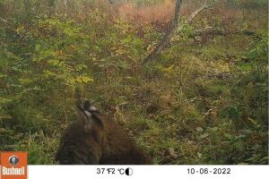 Bobcat sighting Cleveland Metroparks