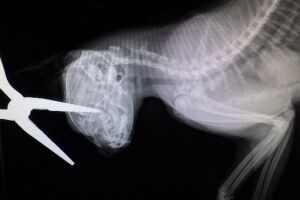 cat xray.JPG