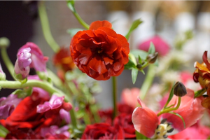 flower boys indy.PNG
