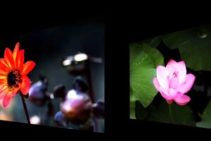 flowers 1.jpg