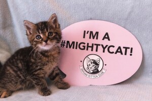 IndyHumane_Orphan Kitten Club_Mighty Cat_Kitten.jpg