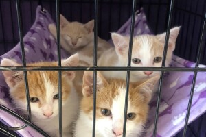 IndyHumane_Orphan Kitten Club_Kittens.jpg