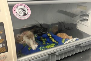 IndyHumane_Orphan Kitten Club_incubator.jpg