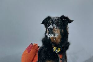 Jacob Dalbey_ullr dog.jpg