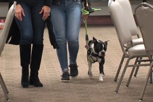service dog.PNG