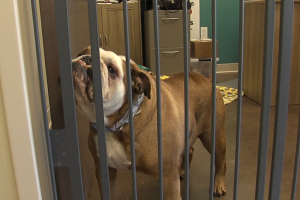 Humane Society for Hamilton County
