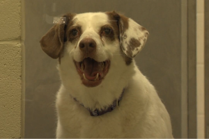 Humane Society for Hamilton County