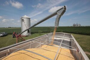 Grains