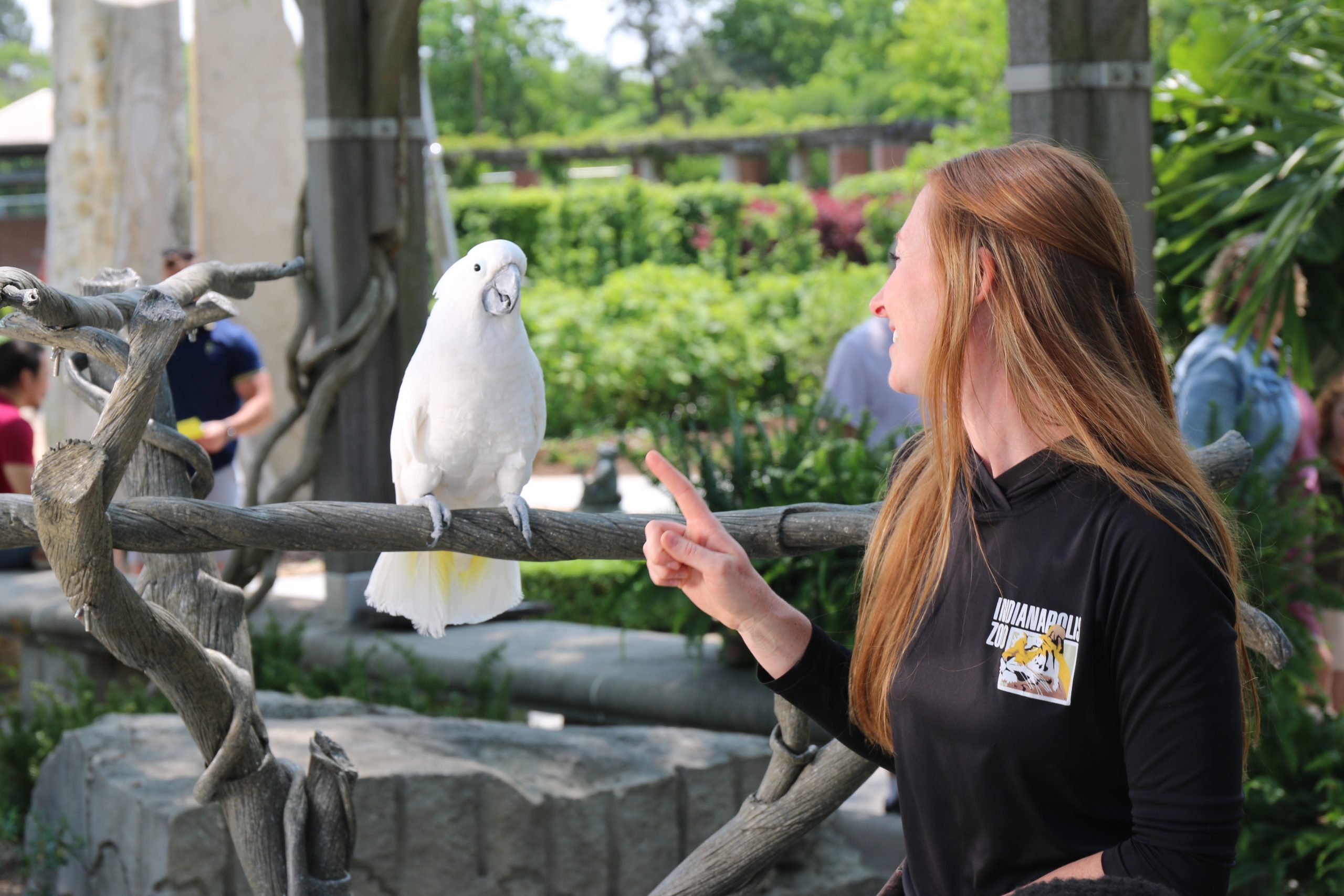 Wild Encounter - Cockatoo.JPG