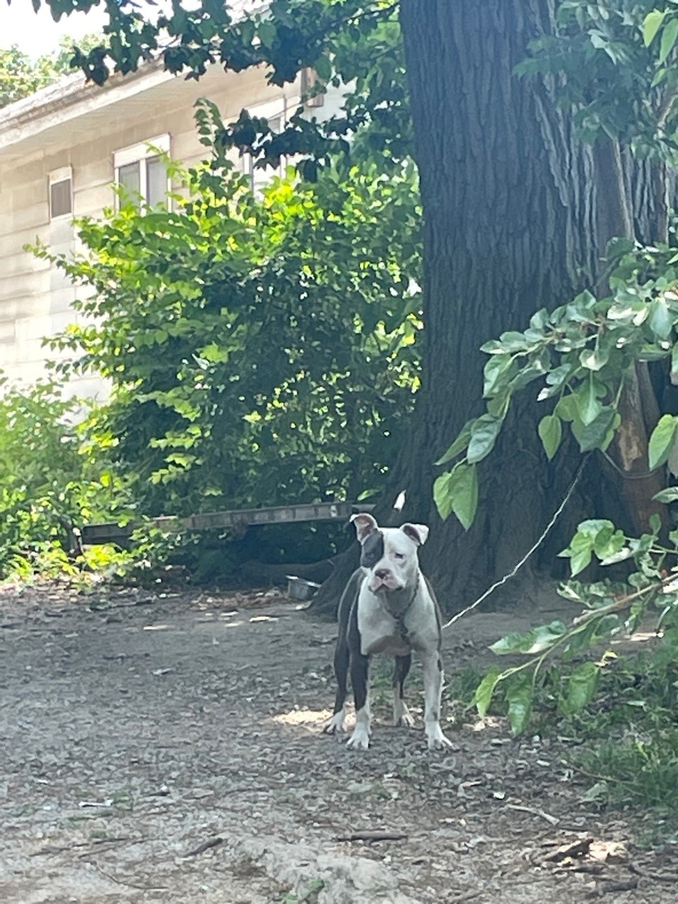 A dog tethered outside on the east side of Indianapolis.
