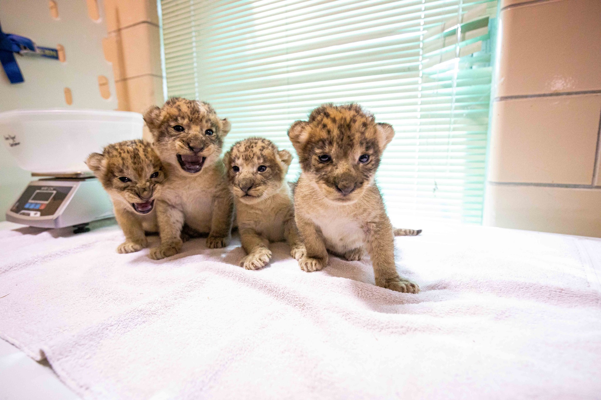 Lion cubs