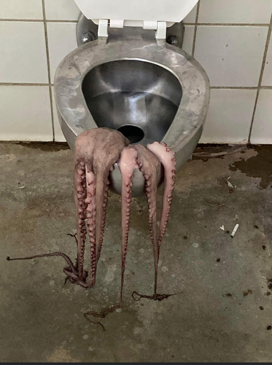 octopus.jpg