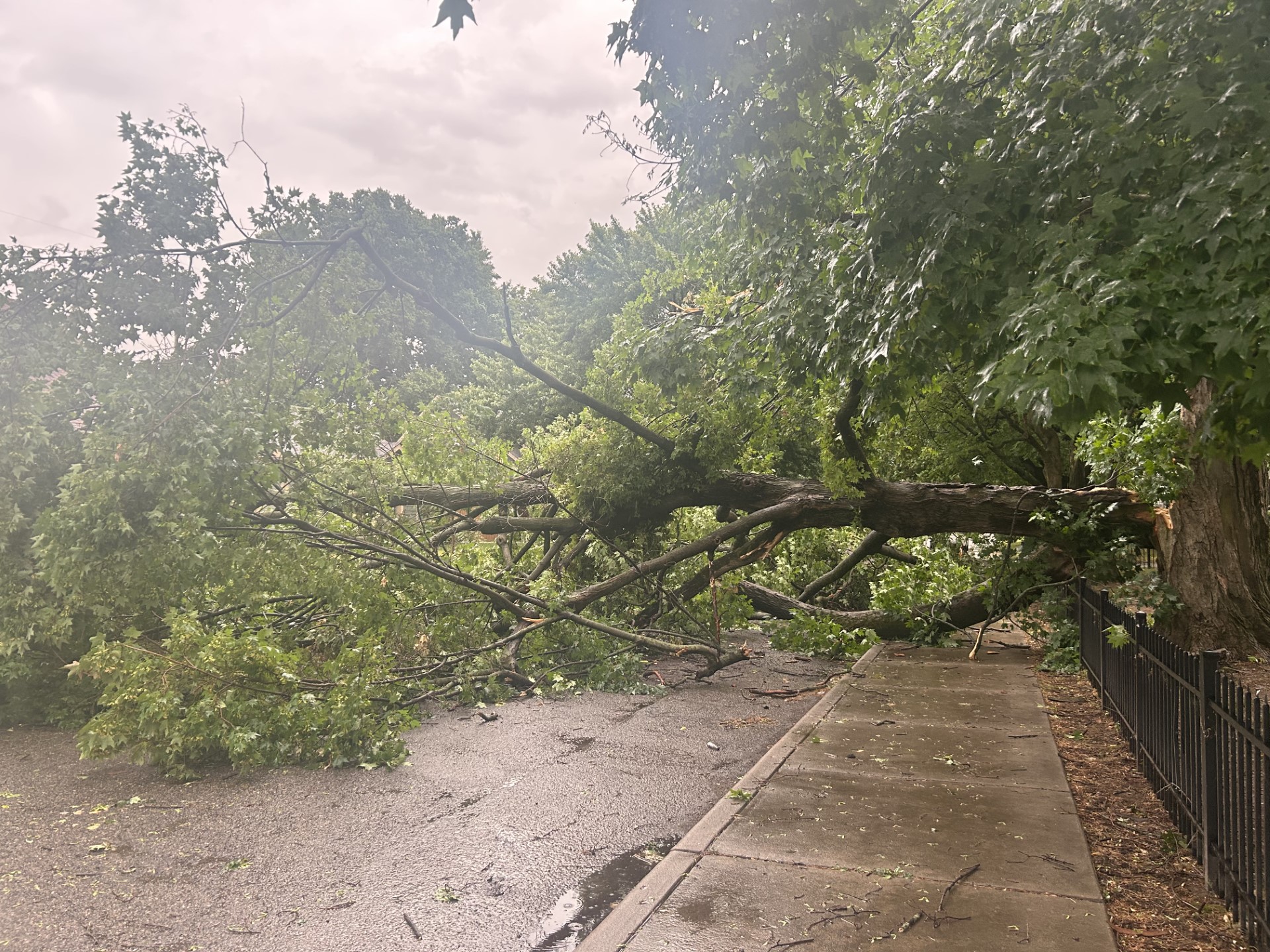 Downed tree at 46th & Winthrop