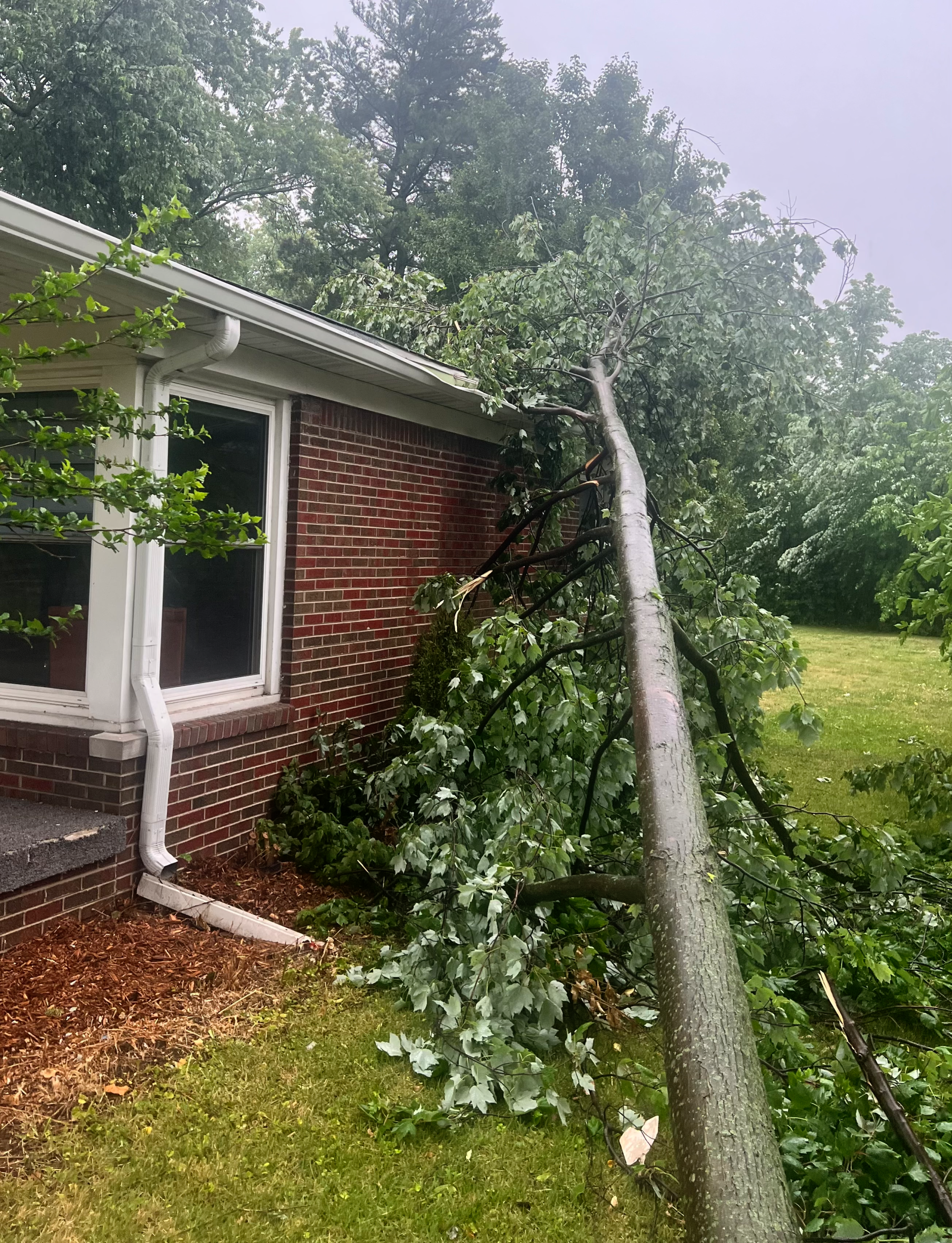 Tree on House.png