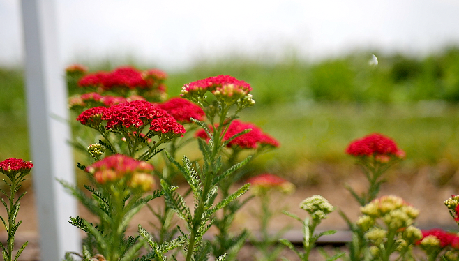 Red flowers 