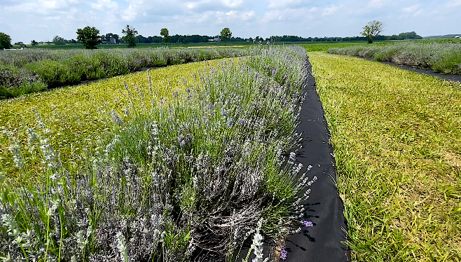 Lavender farm 