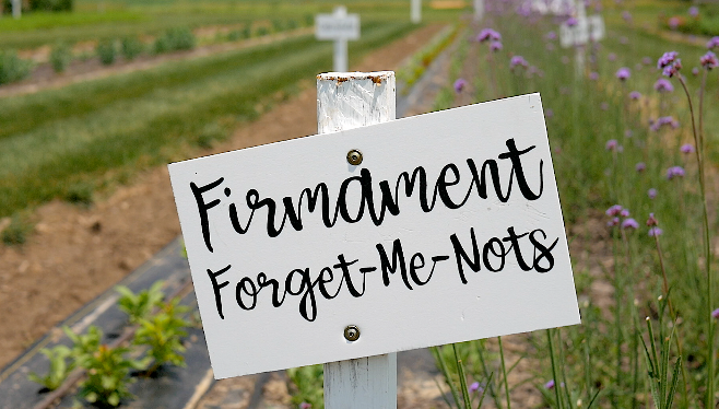 Forget-me-nots 
