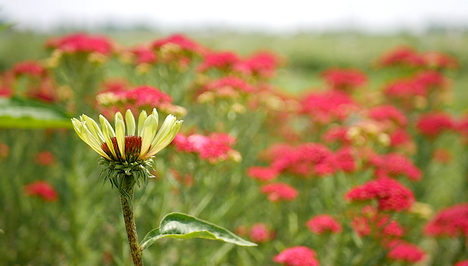 Dollie's Farm flowers 